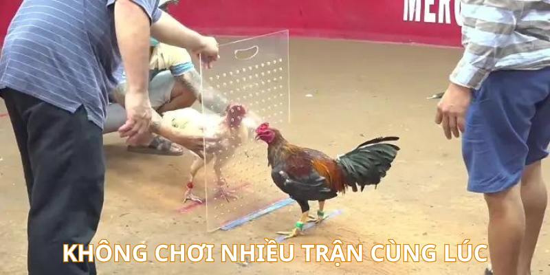 Không vào tiền nhiều trận gà diễn ra cùng lúc