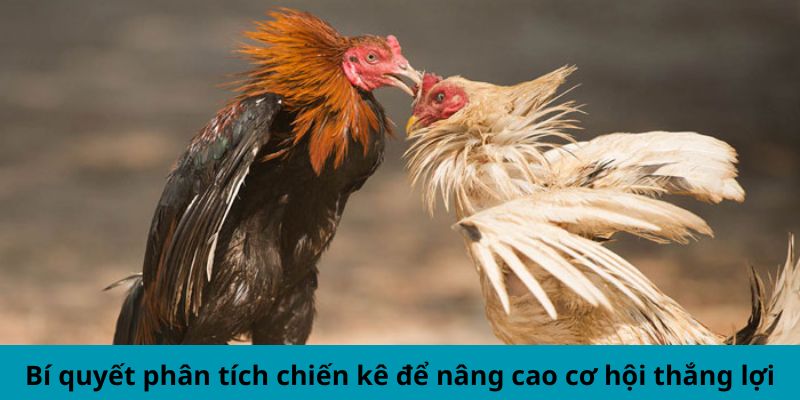 Mẹo soi chiến kê Mu88 để nâng cao cơ hội thắng lợi