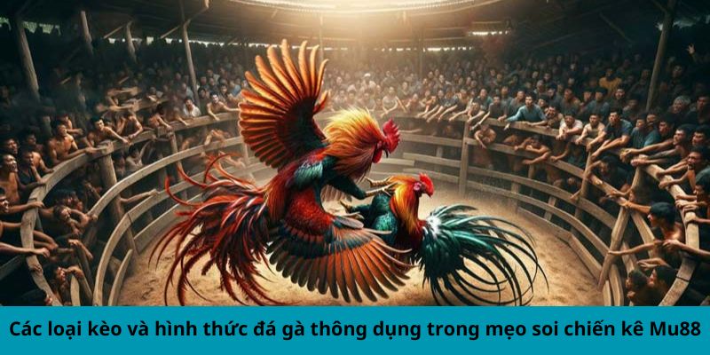 Các loại kèo và hình thức đá gà thông dụng trong mẹo soi chiến kê Mu88