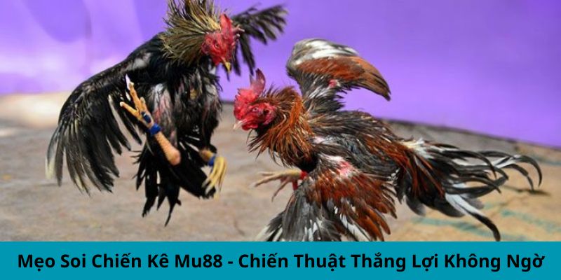 Mẹo soi chiến kê mu88