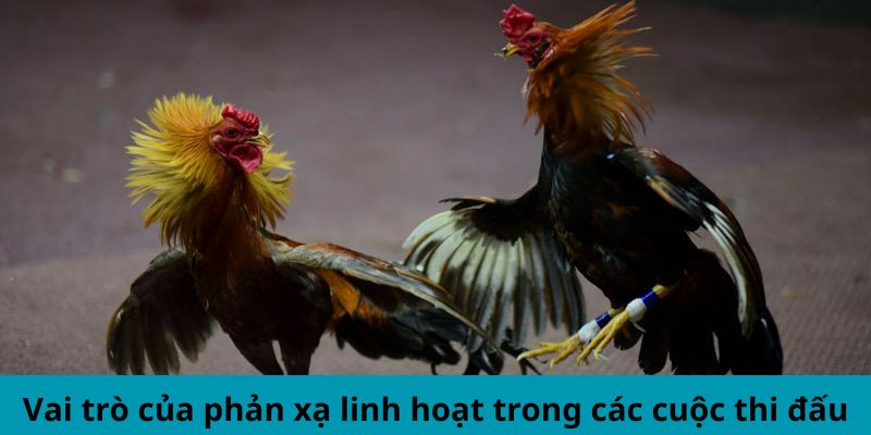 Mẹo soi chiến kê Mu88- Vai trò của phản xạ linh hoạt 