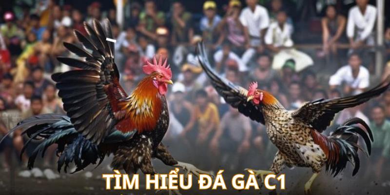 Tìm hiểu về đá gà trực tuyến giải C1